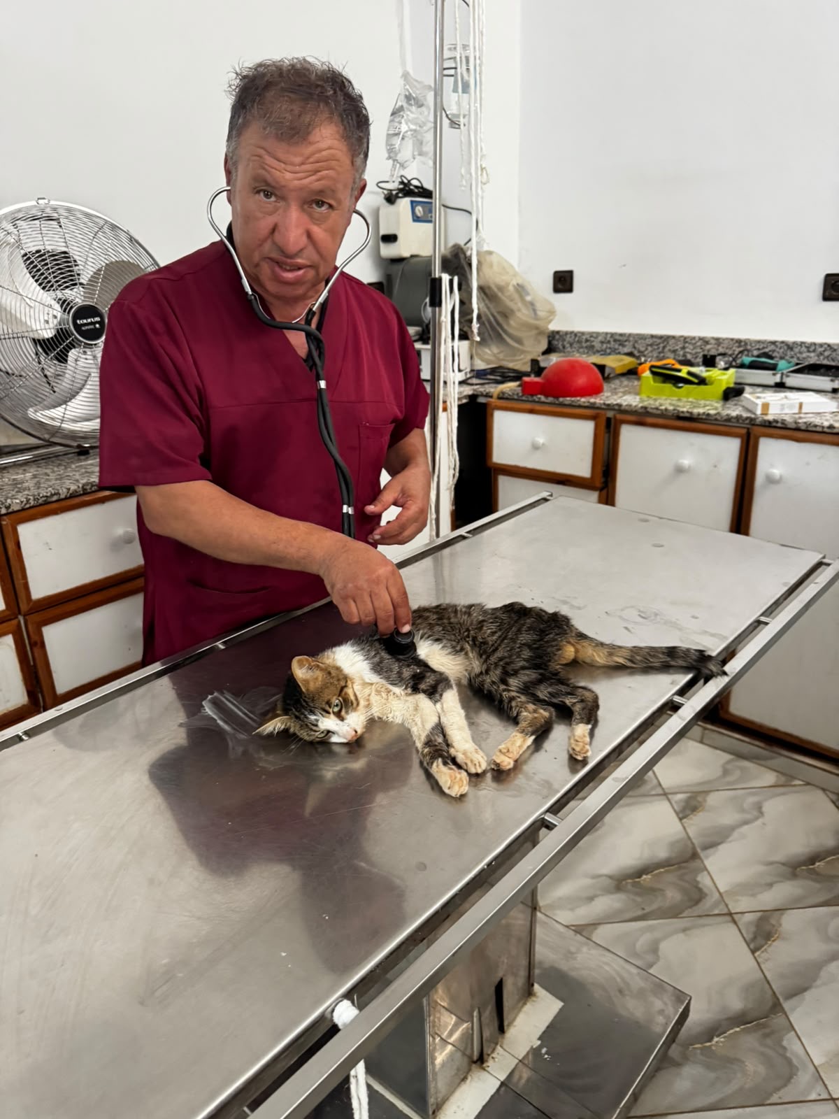 Dr Mohammed Zaari lors de l’examen clinique d’un chat